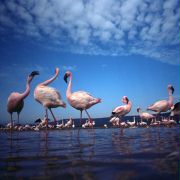 The Crimson Wing: Mystery of the Flamingos - galeria zdjęć - filmweb