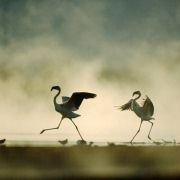 The Crimson Wing: Mystery of the Flamingos - galeria zdjęć - filmweb