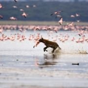 The Crimson Wing: Mystery of the Flamingos - galeria zdjęć - filmweb
