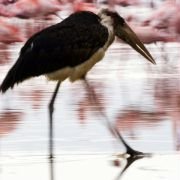 The Crimson Wing: Mystery of the Flamingos - galeria zdjęć - filmweb