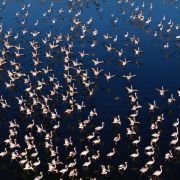 The Crimson Wing: Mystery of the Flamingos - galeria zdjęć - filmweb