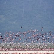 The Crimson Wing: Mystery of the Flamingos - galeria zdjęć - filmweb
