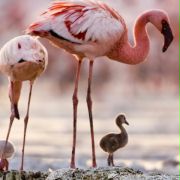 The Crimson Wing: Mystery of the Flamingos - galeria zdjęć - filmweb