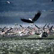 The Crimson Wing: Mystery of the Flamingos - galeria zdjęć - filmweb