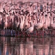 The Crimson Wing: Mystery of the Flamingos - galeria zdjęć - filmweb