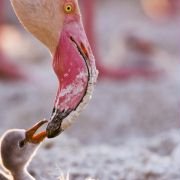 The Crimson Wing: Mystery of the Flamingos - galeria zdjęć - filmweb