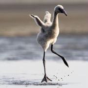 The Crimson Wing: Mystery of the Flamingos - galeria zdjęć - filmweb