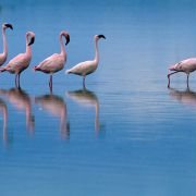 The Crimson Wing: Mystery of the Flamingos - galeria zdjęć - filmweb