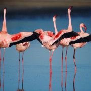 The Crimson Wing: Mystery of the Flamingos - galeria zdjęć - filmweb