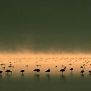 The Crimson Wing: Mystery of the Flamingos - galeria zdjęć - filmweb