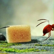 Minuscule - La vallée des fourmis perdues - galeria zdjęć - filmweb
