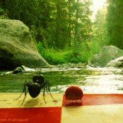 Minuscule - La vallée des fourmis perdues - galeria zdjęć - filmweb