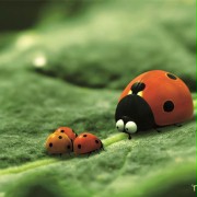 Minuscule - La vallée des fourmis perdues - galeria zdjęć - filmweb
