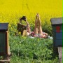 Afonia i pszczoły - galeria zdjęć