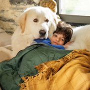 Belle et Sébastien: Nouvelle Génération - galeria zdjęć - filmweb