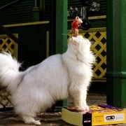 Stuart Little 2 - galeria zdjęć - filmweb