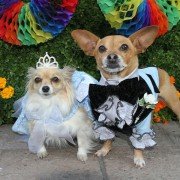 Beverly Hills Chihuahua 3 - galeria zdjęć - filmweb