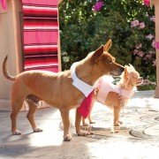 Beverly Hills Chihuahua 3 - galeria zdjęć - filmweb