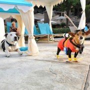 Beverly Hills Chihuahua 3 - galeria zdjęć - filmweb