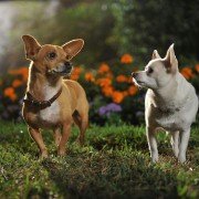 Beverly Hills Chihuahua 3 - galeria zdjęć - filmweb