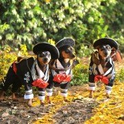 Beverly Hills Chihuahua 3 - galeria zdjęć - filmweb