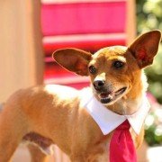 Beverly Hills Chihuahua 3 - galeria zdjęć - filmweb