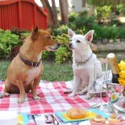 Beverly Hills Chihuahua 3 - galeria zdjęć - filmweb