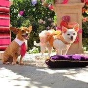 Beverly Hills Chihuahua 3 - galeria zdjęć - filmweb