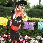 Beverly Hills Chihuahua 3 - galeria zdjęć - filmweb