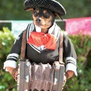 Beverly Hills Chihuahua 3 - galeria zdjęć - filmweb