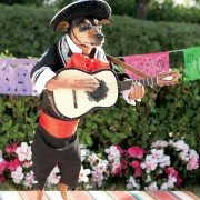 Beverly Hills Chihuahua 3 - galeria zdjęć - filmweb