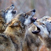 Les saisons - galeria zdjęć - filmweb