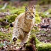 Les saisons - galeria zdjęć - filmweb