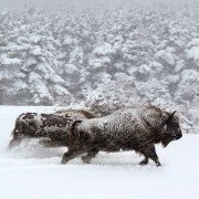 Les saisons - galeria zdjęć - filmweb