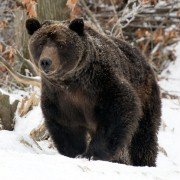 Les saisons - galeria zdjęć - filmweb