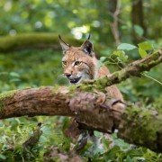 Les saisons - galeria zdjęć - filmweb