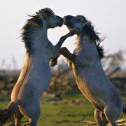 Les saisons - galeria zdjęć - filmweb