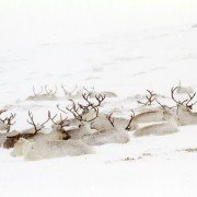 Les saisons - galeria zdjęć - filmweb