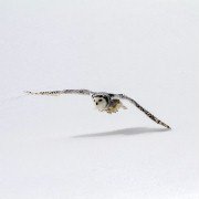 Les saisons - galeria zdjęć - filmweb