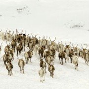 Les saisons - galeria zdjęć - filmweb