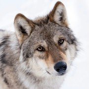 Les saisons - galeria zdjęć - filmweb