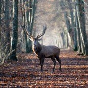 Les saisons - galeria zdjęć - filmweb