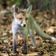 Les saisons - galeria zdjęć - filmweb