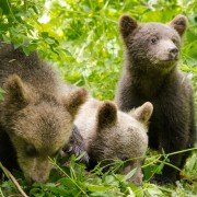 Les saisons - galeria zdjęć - filmweb