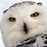 Les saisons - galeria zdjęć - filmweb