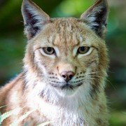 Les saisons - galeria zdjęć - filmweb