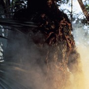 Swamp Thing - galeria zdjęć - filmweb