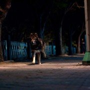 Ha-wool-ling - galeria zdjęć - filmweb