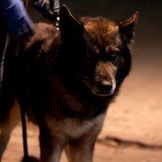 Ha-wool-ling - galeria zdjęć - filmweb