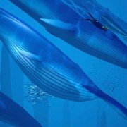 ABZÛ - galeria zdjęć - filmweb